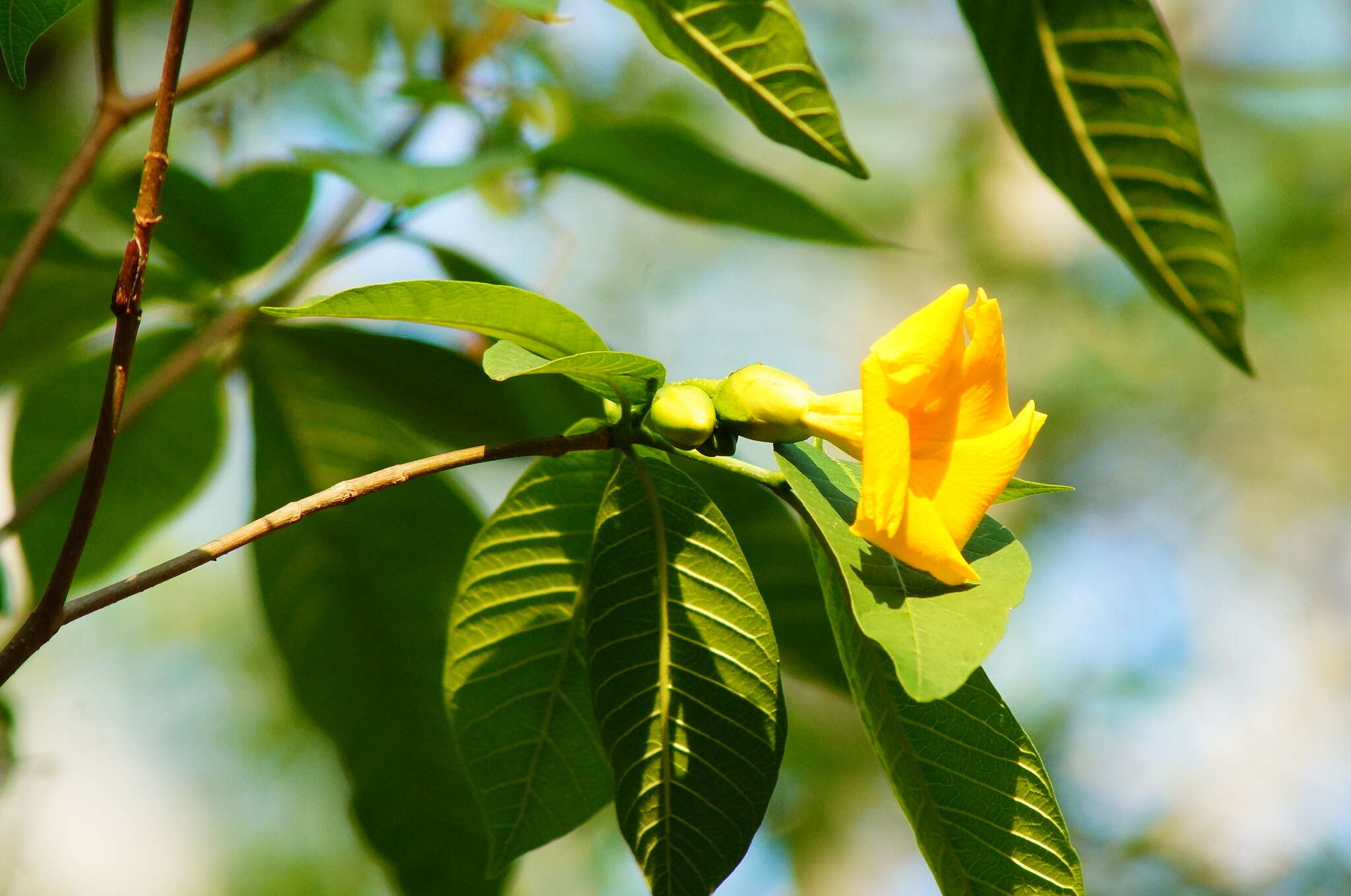 Sivun Tabernaemontana glabra (Benth.) A. O. Simões & M. E. Endress kuva