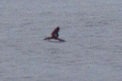 Image of Craveri's Murrelet