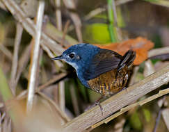 Image de Eleoscytalopus Maurício et al. 2008