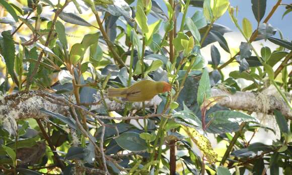 Image of Rust-and-yellow Tanager