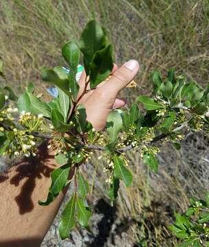 Image of Everglades bully