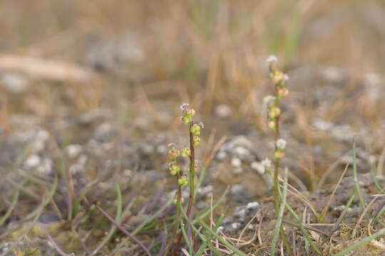 Image of Gaspe Peninsula Arrow-Grass