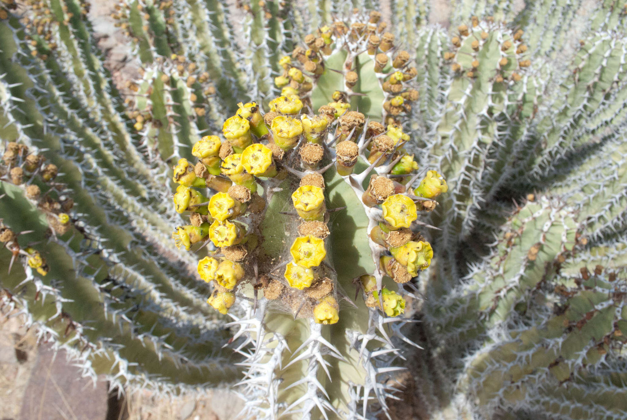 Image of Euphorbia virosa subsp. virosa