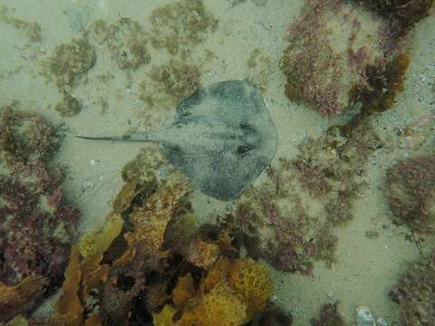 Image of Kapala Stingaree
