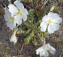 Imagem de Oenothera deltoides Torr. & Frem.