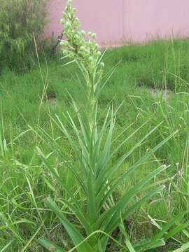 Image of Eryngium eburneum Decne.