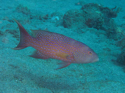 Image of Lunar-tailed Grouper