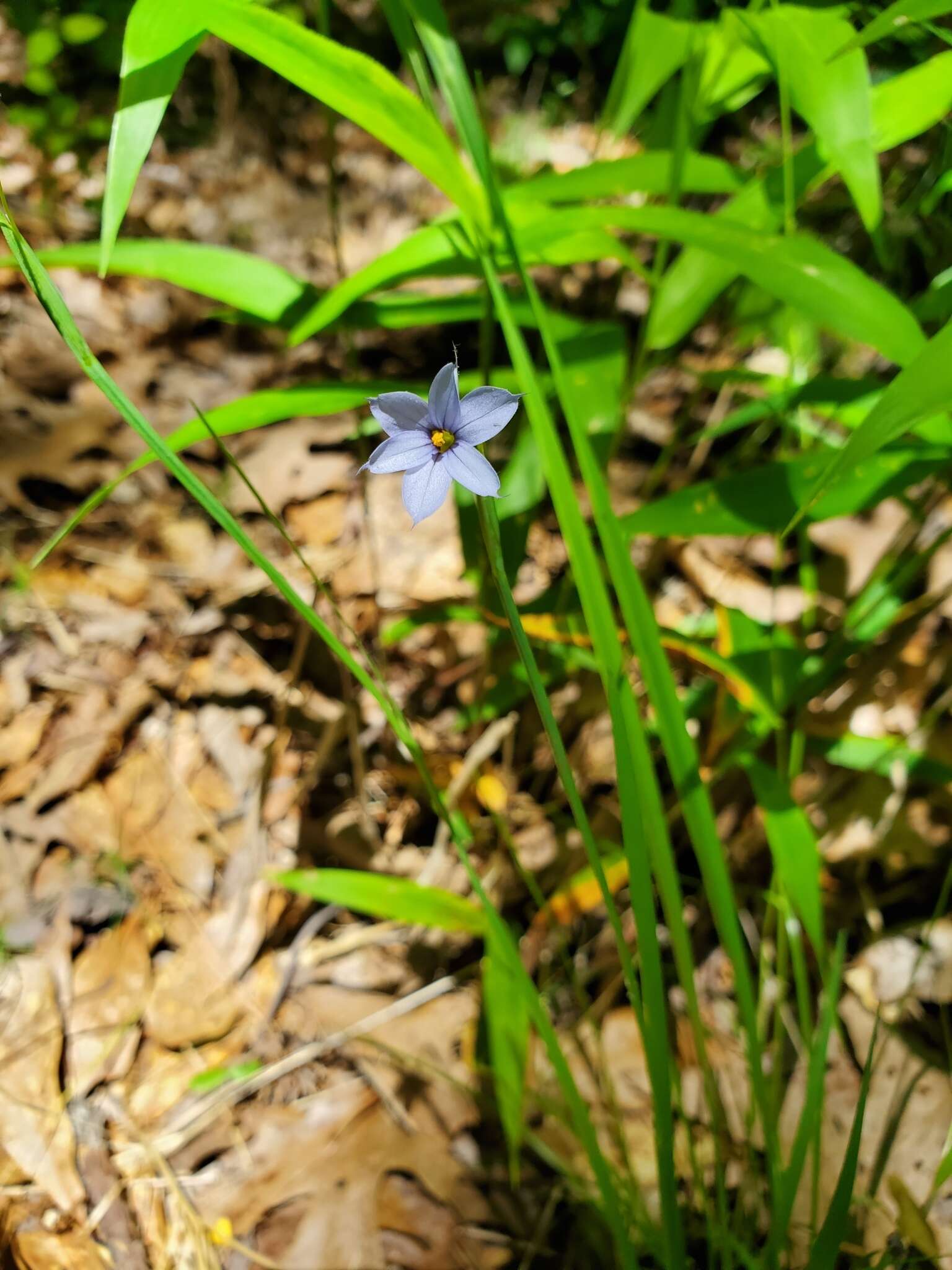 Image of eastern blue-eyed grass