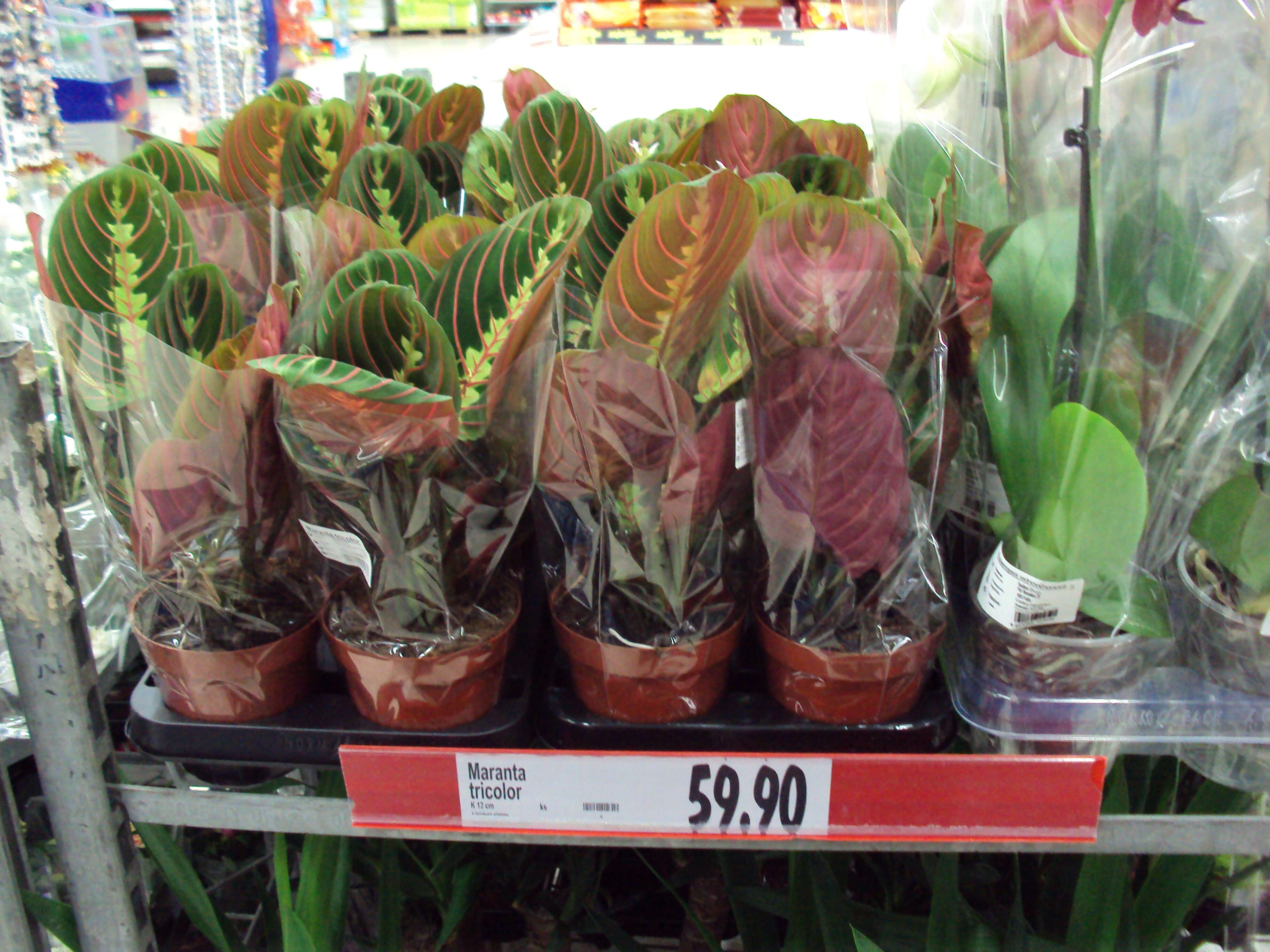 Image of Prayer Plant