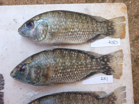 Image of Blue spotted tilapia