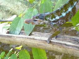 Image of Panther Chameleon