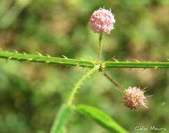 Sivun Mimosa quadrivalvis var. leptocarpa (DC.) Barneby kuva