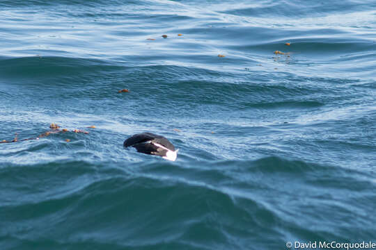 Image of Lesser auk