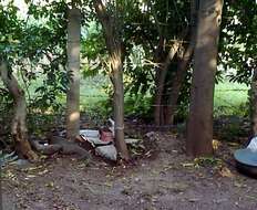 Image of Indian Gray Mongoose