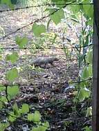 Image of Indian Gray Mongoose