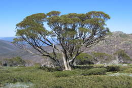 Image of snow gum