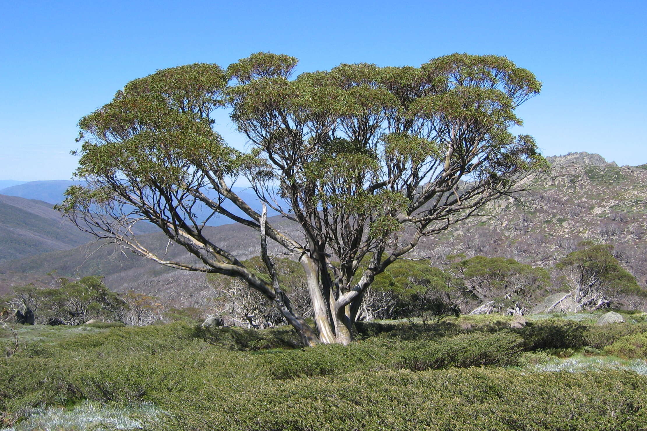 Image of snow gum