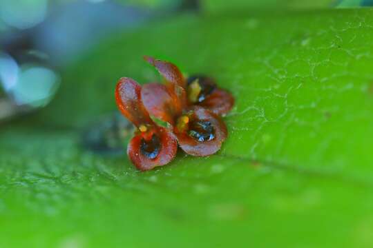 Imagem de Acianthera circumplexa (Lindl.) Pridgeon & M. W. Chase