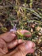 Imagem de Barleria saxatilis Oberm.