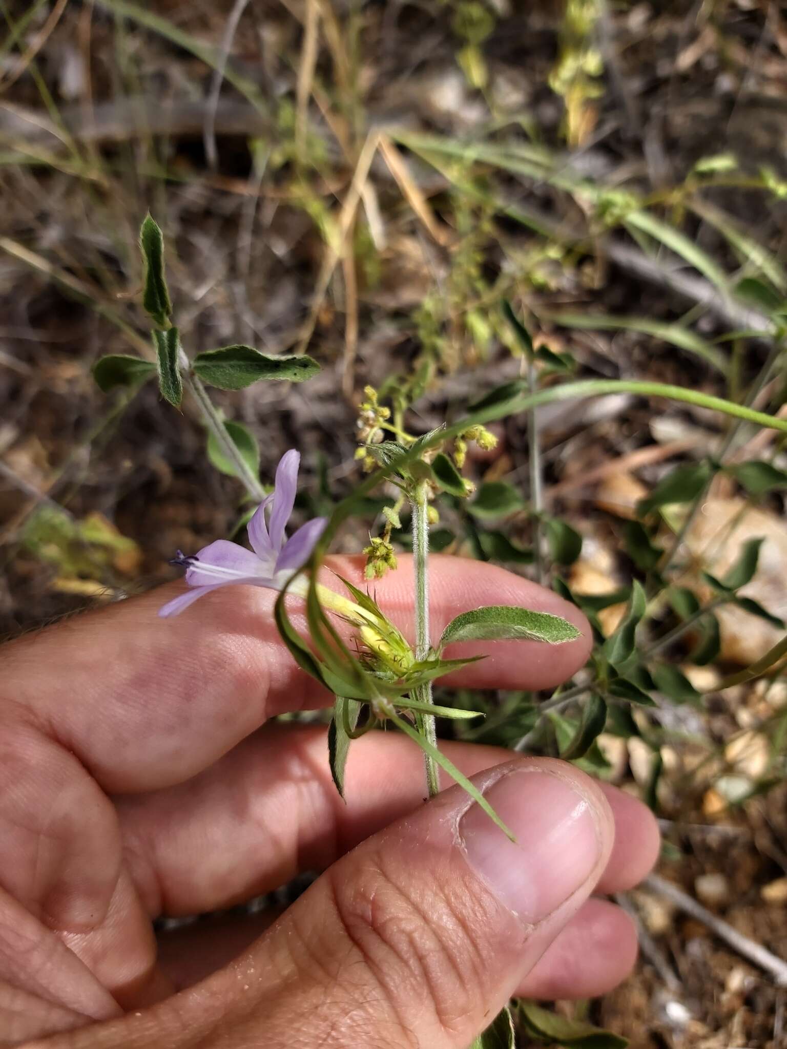 صورة Barleria saxatilis Oberm.