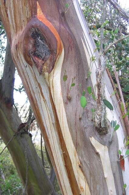 Image of snow gum