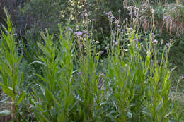 Imagem de Cirsium monspessulanum (L.) Hill