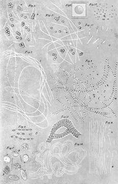 Image of Bacillus anthracis