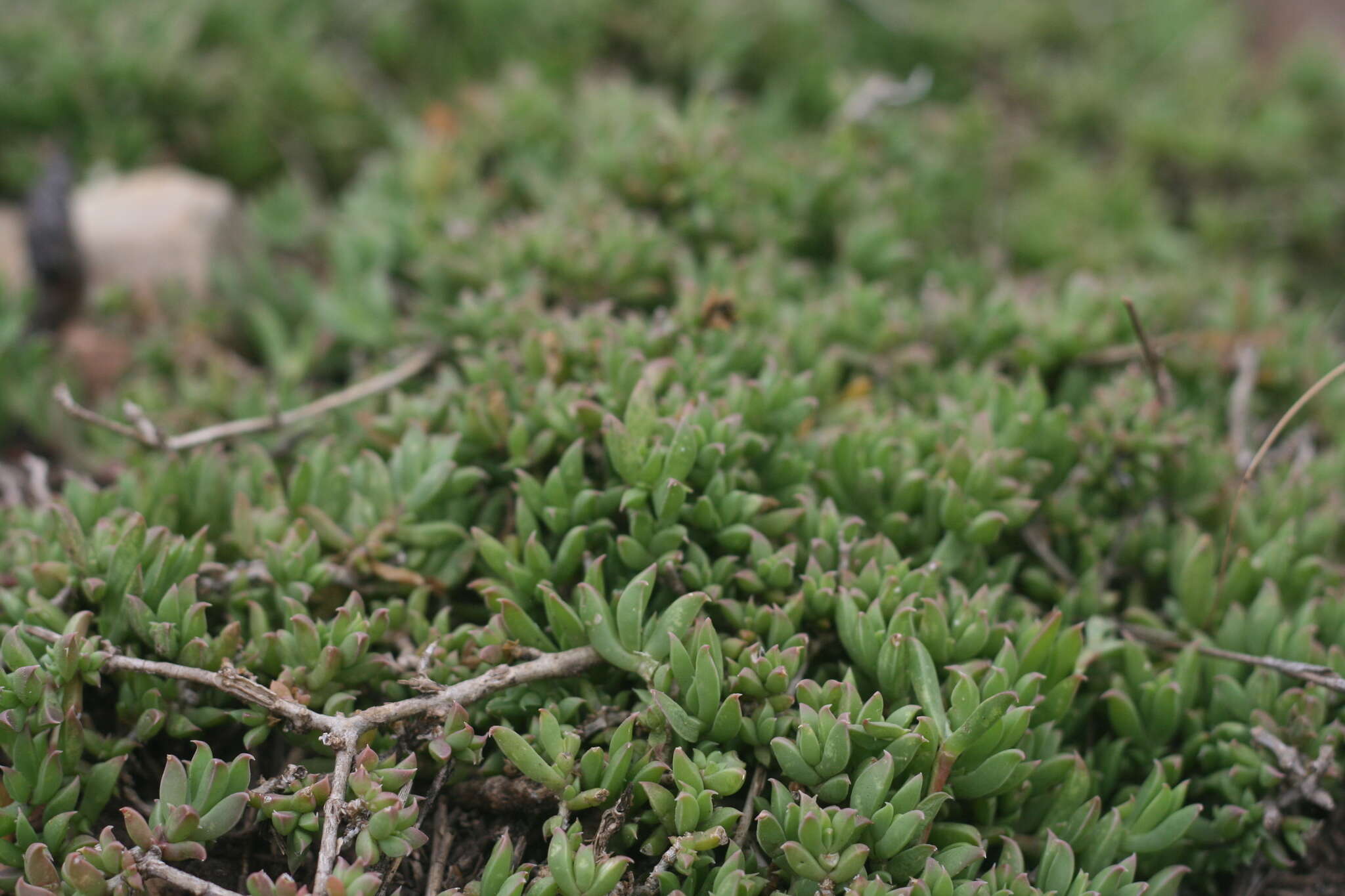 Imagem de Delosperma uncinatum L. Bol.