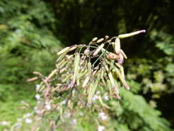 Image of Paraprenanthes sororia (Miq.) C. Shih