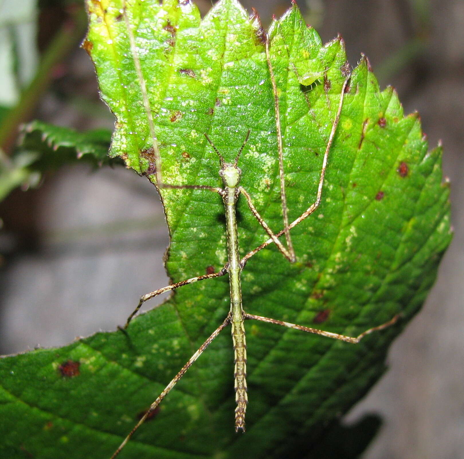 Phobaeticus serratipes (Gray & G. R. 1835)的圖片