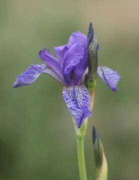 Image of German Iris