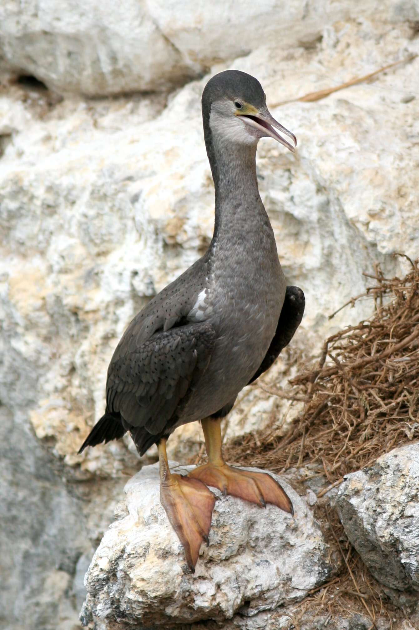 Image of Spotted Shag