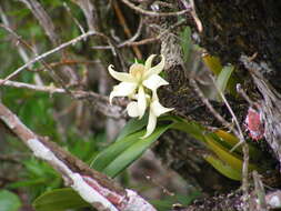 Image of Prosthechea fragrans (Sw.) W. E. Higgins