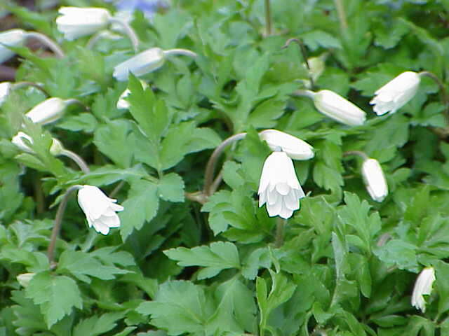 Image of blue anemone