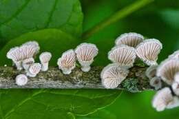 Image of Schizophyllum