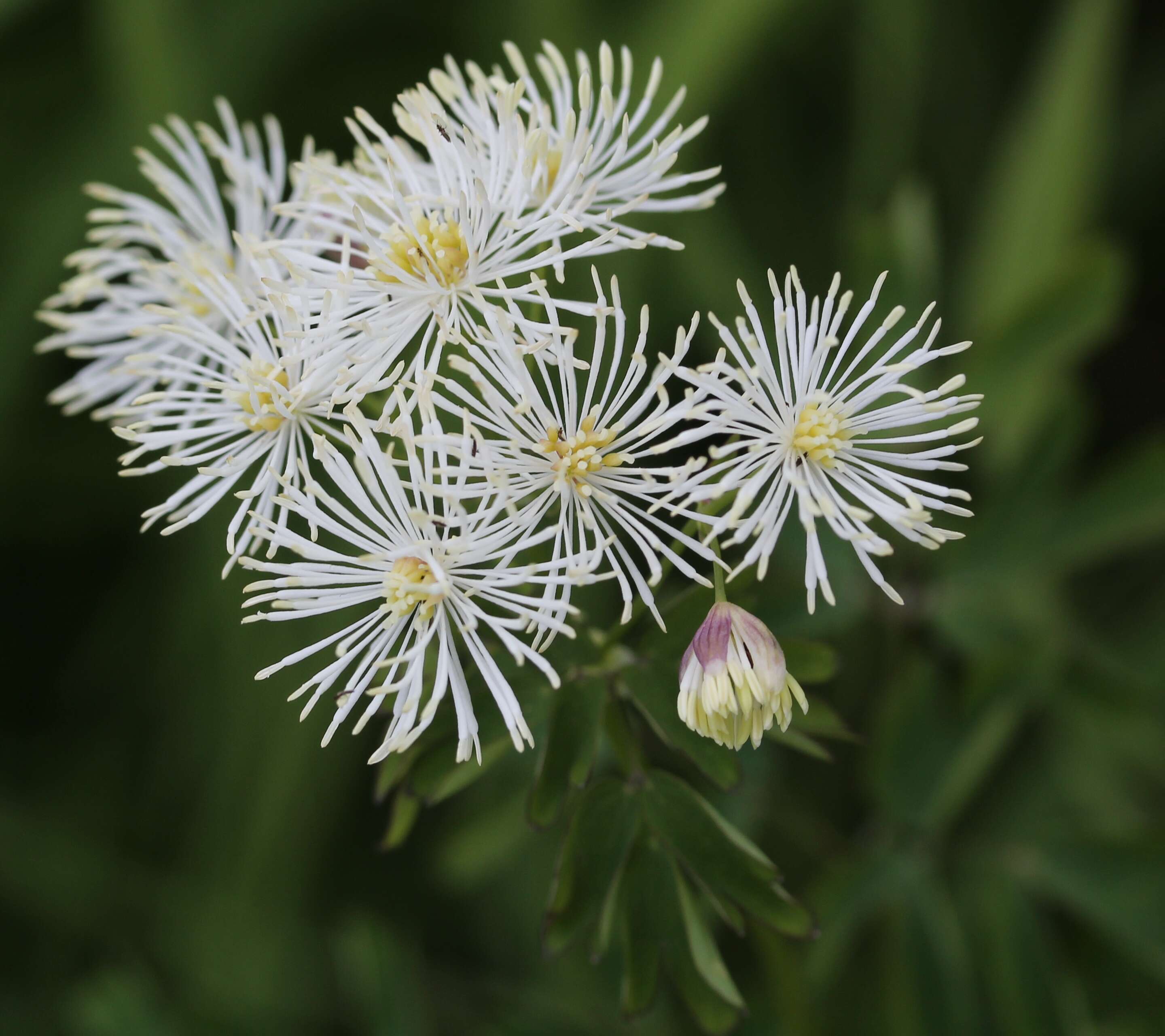 Image of Thalictrum aquilegiifolium