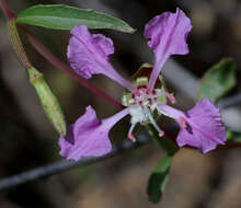 Sivun Clarkia tembloriensis Viasek kuva