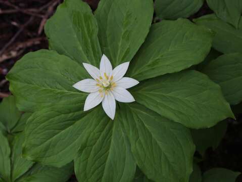 Image of Paris japonica (Franch. & Sav.) Franch.