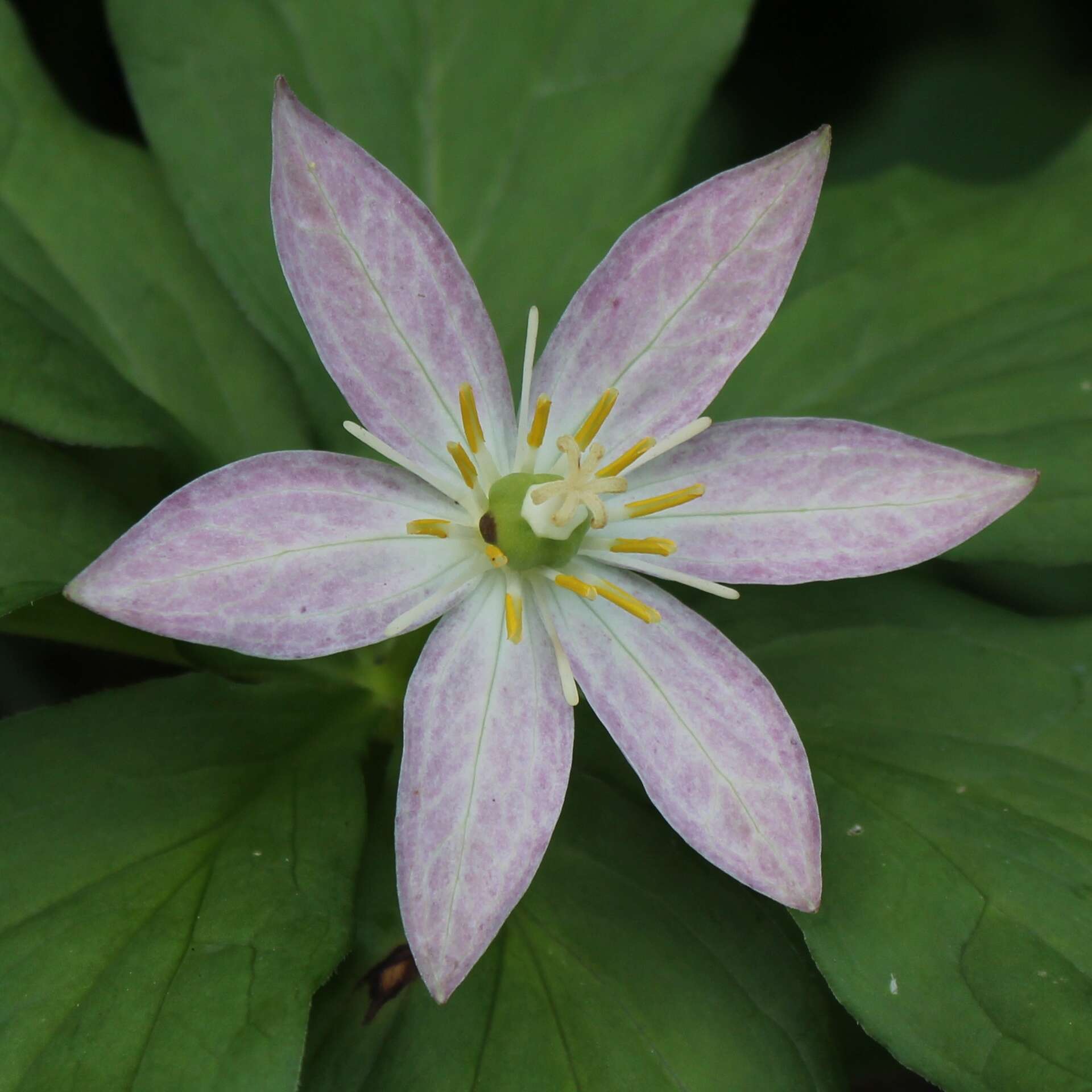 Image of Paris japonica (Franch. & Sav.) Franch.