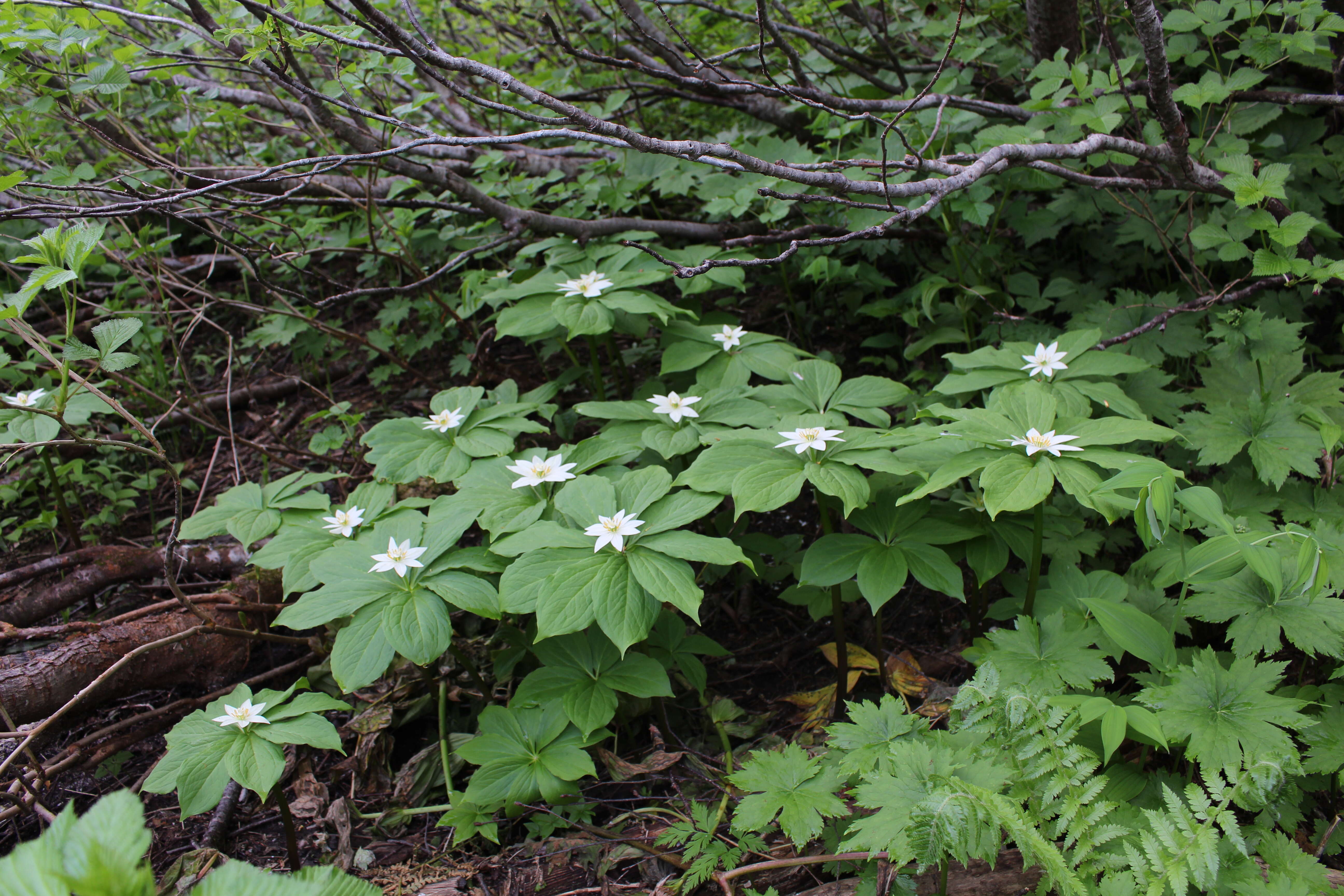 Image of Paris japonica (Franch. & Sav.) Franch.