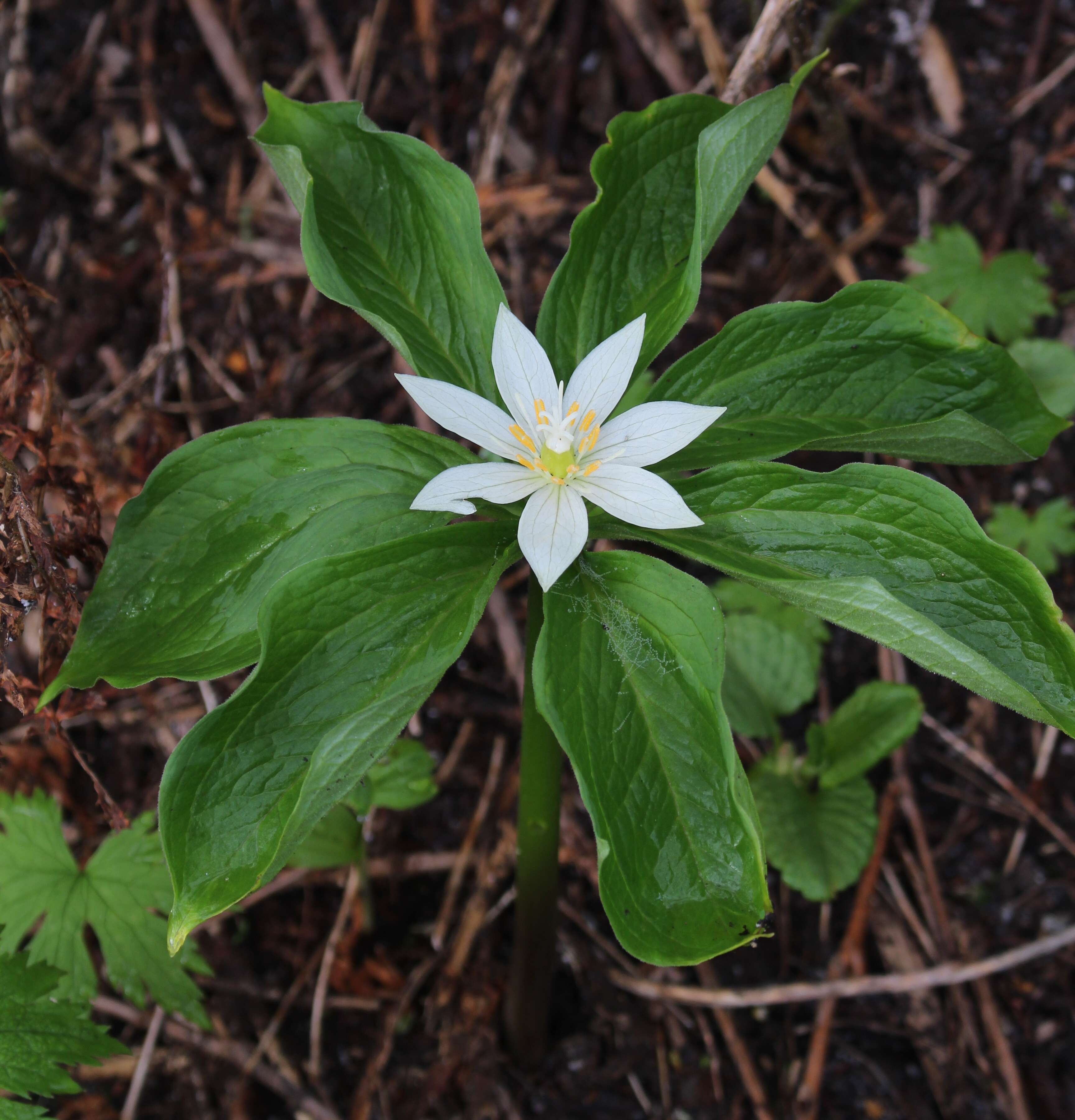 Image of Paris japonica (Franch. & Sav.) Franch.