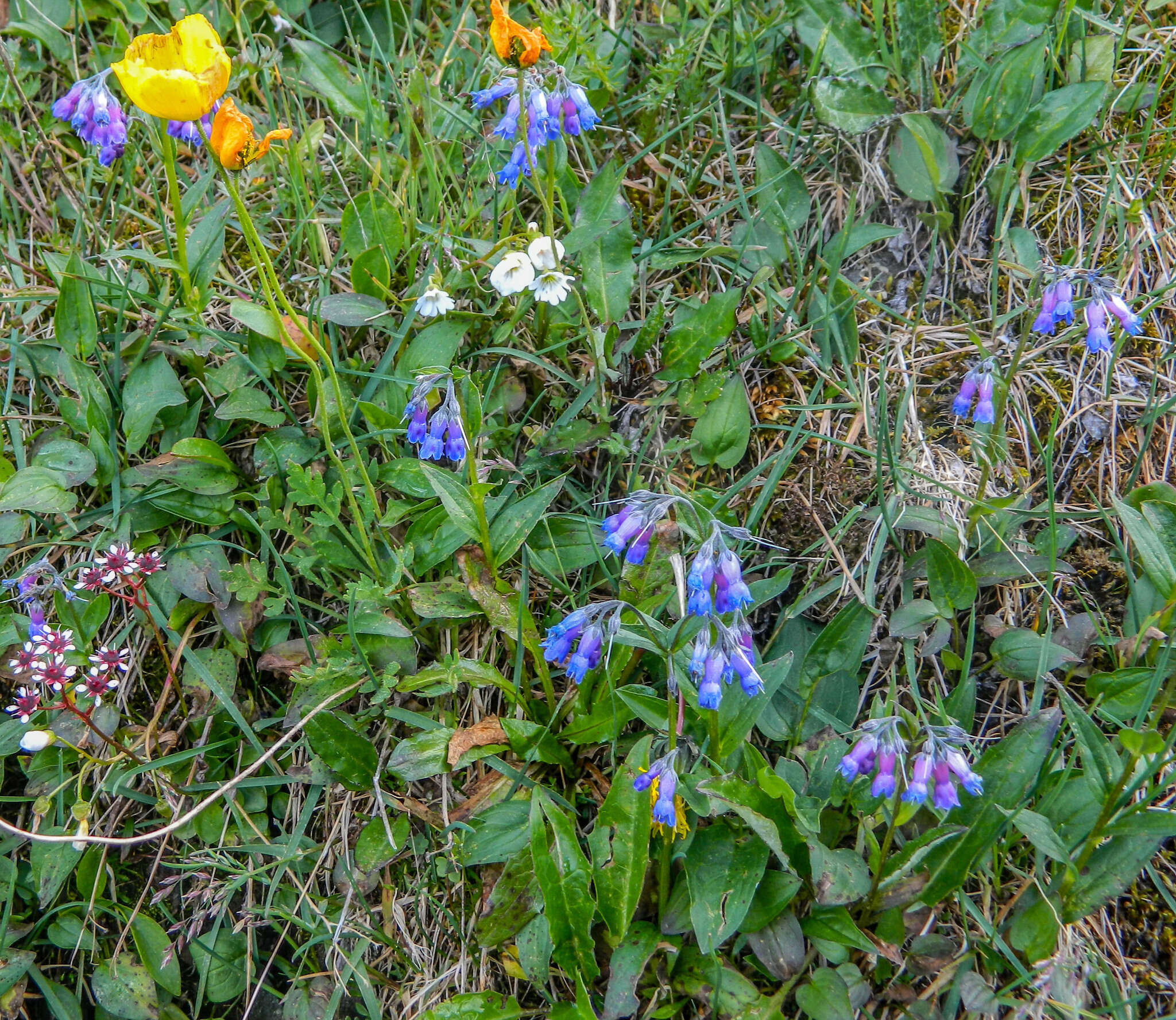 Image de Mertensia stylosa (Fisch.) DC.