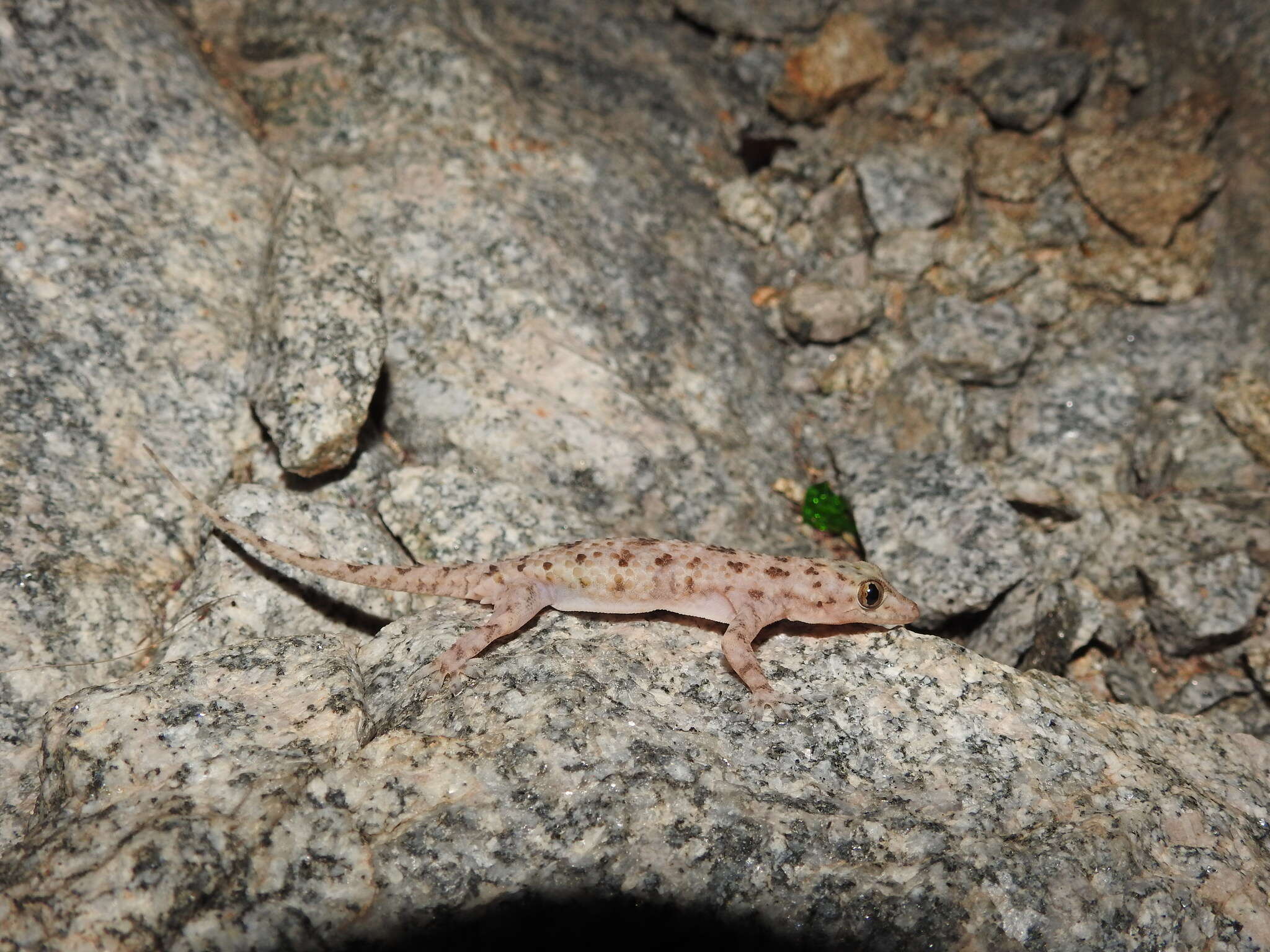 Image of Hemidactylus rishivalleyensis Agarwal, Thackeray & Khandekar 2020