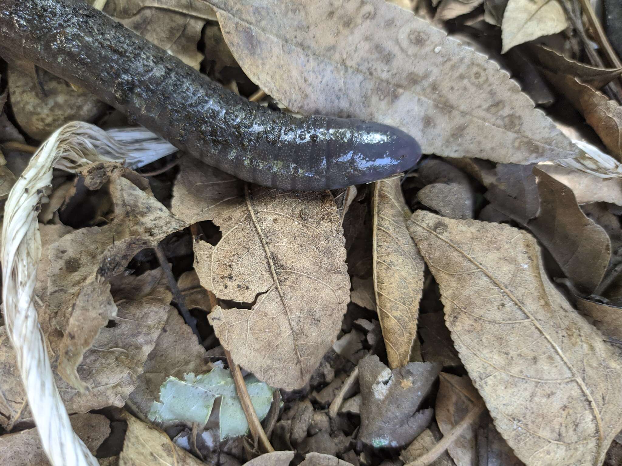 Image of Oaxacan Caecilian