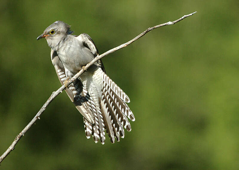 Image of Pallid Cuckoo