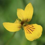 Image of arctic yellow violet