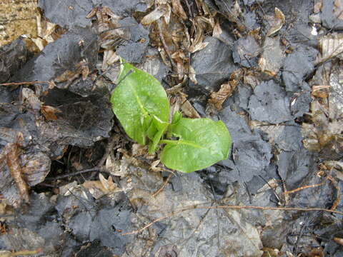 Image of Arum besserianum Schott