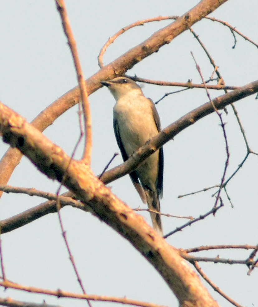 Image of Ashy Minivet