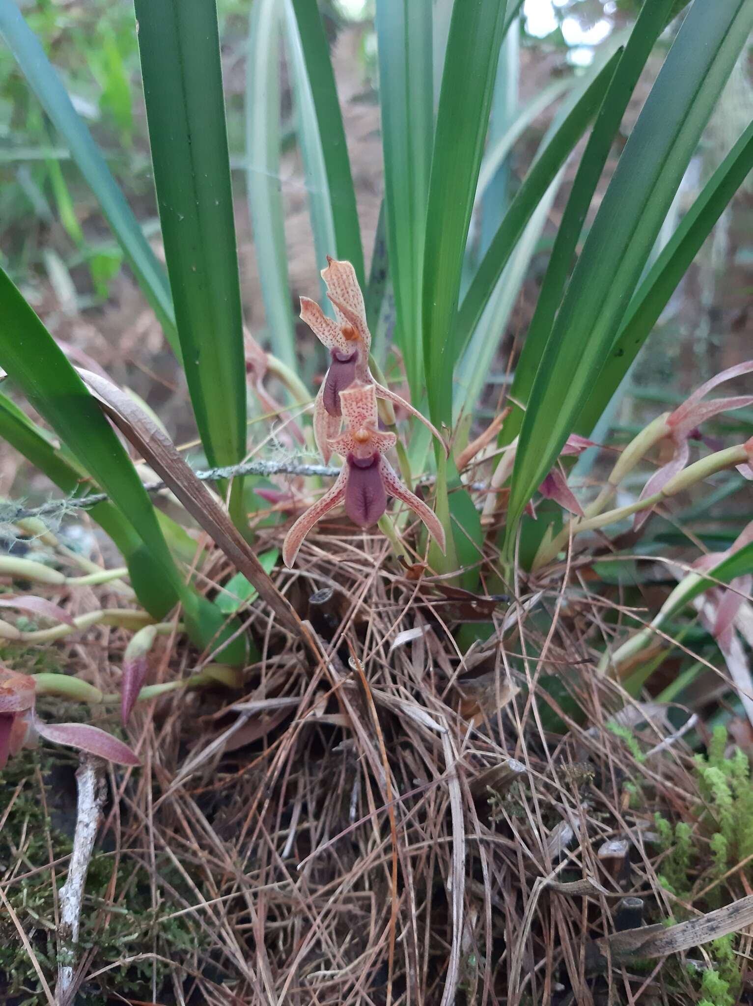 Image of Maxillaria meleagris Lindl.