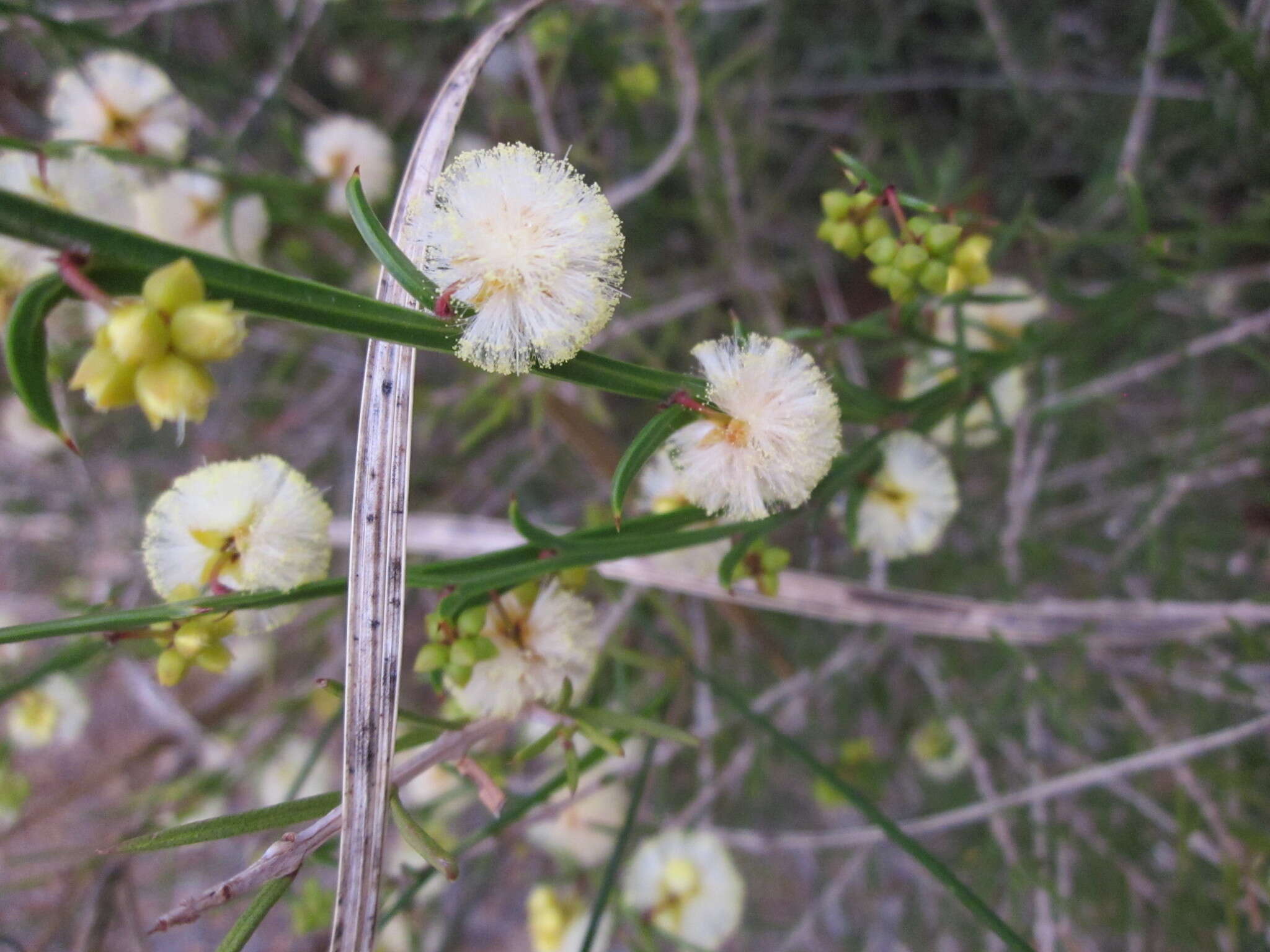 Imagem de Acacia stenoptera Benth.